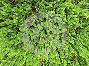 Natural texture. cypress-leaved plait moss closeup. Hypnum cupressiforme