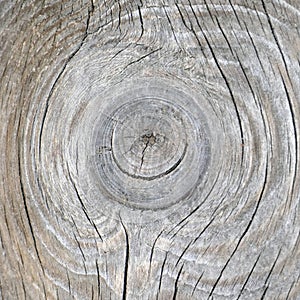 Natural texture of gray old pine board