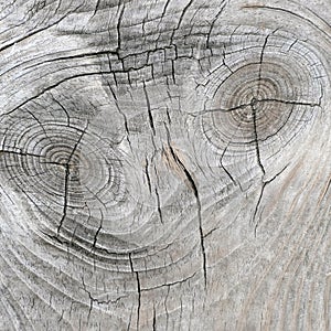 Natural texture of gray old pine board