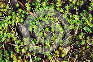 Natural texture of green moss closeup