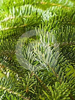 Natural texture of leaves