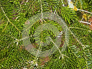 Natural texture of leaves