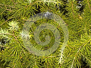 Natural texture of leaves