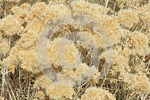 Natural texture, nature, rabbitbrush, shrubs