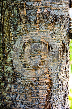 Natural texture of old cherry tree bark. Tree bark texture