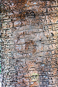 Natural texture of old cherry tree bark. Tree bark texture