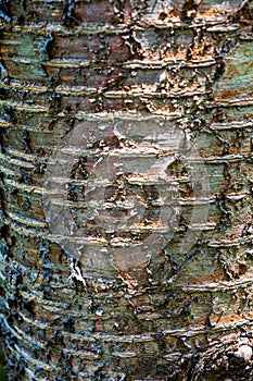 Natural texture of old cherry tree bark. Tree bark texture