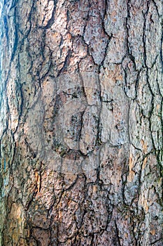 Natural texture of old pine tree bark. Tree bark texture