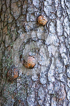 Natural texture of old pine tree bark. Tree bark texture