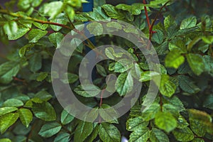 Natural texture of plants close-up. Ecology concept, recycling and copy space. Natural texture of rose leaves in a dark background