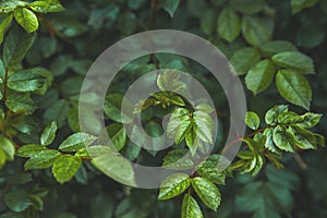 Natural texture of plants close-up. Ecology concept, recycling and copy space. Natural texture of rose leaves in a dark background