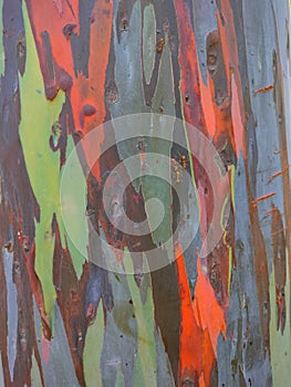 natural texture of rainbow eucalyptus tree