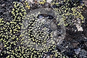 Natural texture of a stone covered with lichen. Lichenes patterns on a rock surface.
