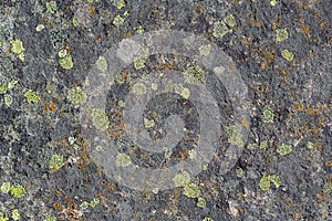 Natural texture of a stone covered with lichen.