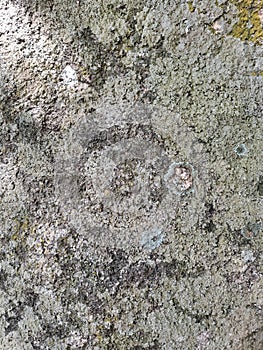 Moss and lichen texture on stone background