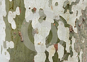 Natural texture of sycamore tree bark, background