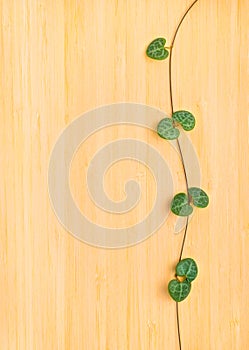 Natural texture of tree background with framed branch tendril Ce