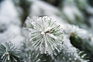 Natural texture of a winter background of Christmas trees. Snow is coming, snow-covered branches