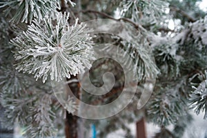 Natural texture of a winter background of Christmas trees. Snow is coming, snow-covered branches