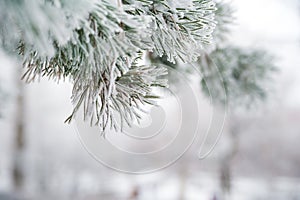 Natural texture of a winter background of Christmas trees. Snow is coming, snow-covered branches