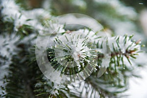 Natural texture of a winter background of Christmas trees. Snow is coming, snow-covered branches