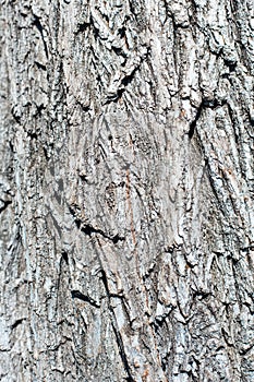 Natural textured abstract background of old wooden surface with different lines.