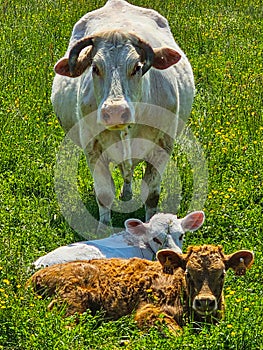 The Natural Three: Cows Resting on Green Grass