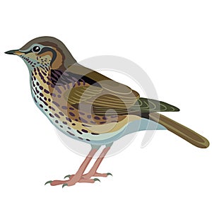 Natural thrush bird, isolated object on white background, vector illustration