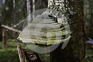 A natural tinder mushroom on a birch tree. Spring forest in the morning rays of the sun