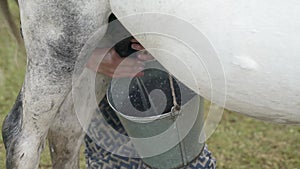 Natural Traditional Horse Milking