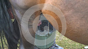 Natural Traditional Horse Milking