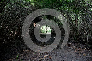 Natural Tree Archway 01