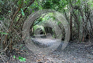 Natural Tree Archway 02