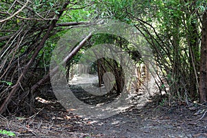 Natural Tree Archway 03