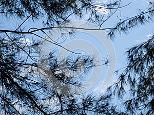 Natural Tree Branches Against Blue Sky