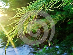 Natural Tree and the Net Spider