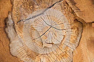 Natural tree pattern wood texture