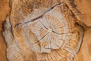 Natural tree pattern wood texture