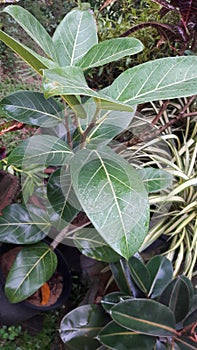 Natural tree. Planted in a pot. This is a kind of Nuga plant .