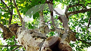 Natural tree in sri lanka garden