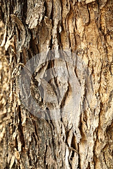 Natural Tree Trunk Texture Macro shot