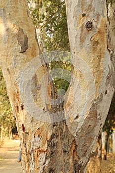 Natural Tree Trunk Texture Macro shot