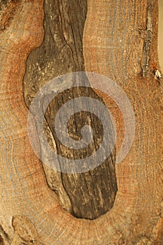 Natural Tree Trunk Texture Macro shot