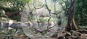 Natural tree vines in a jungle at  a small river