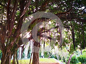 Natural and Trees concept. Banyan tree is a fig that begins its