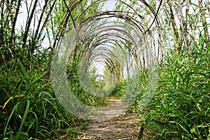 Natural trellis tunnel arches overhead with early spring growth