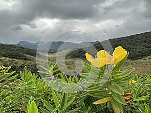 Natural Tribulus Yellow Flower Trees in Sri Lanka