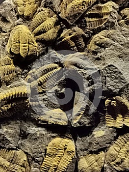 natural trilobite texture