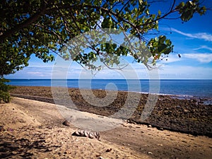 Natural Tropical Beach Scenery Under Shady Trees With Many Chunks Of Rocks On A Sunny Day At Pemuteran Village