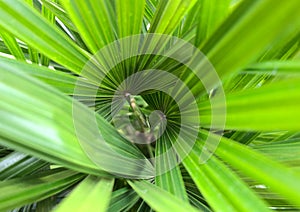 Natural tropical green palm tree leaves. Texture abstract background. Macro nature backdrop.